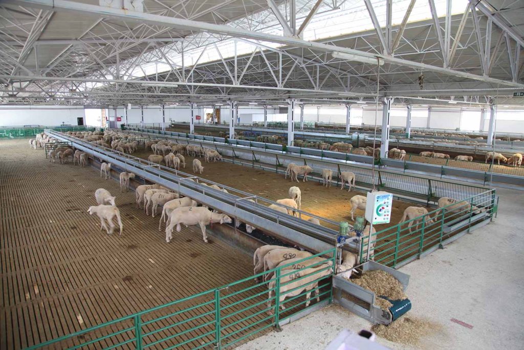 Modern Çiftlik Tesisleri