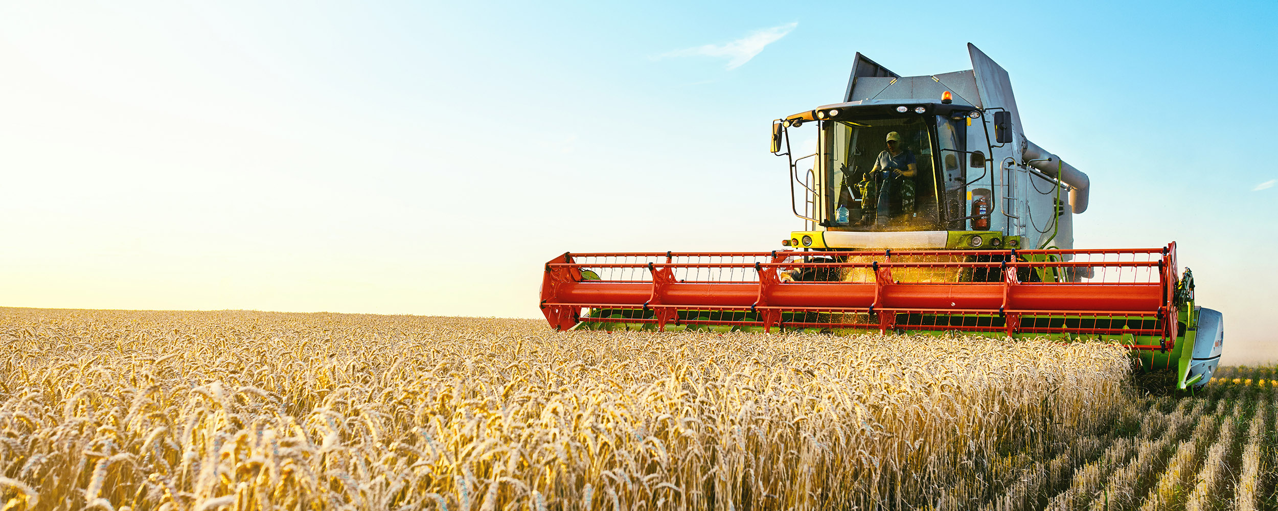 Ekicioğlu Hasat ve Buğday