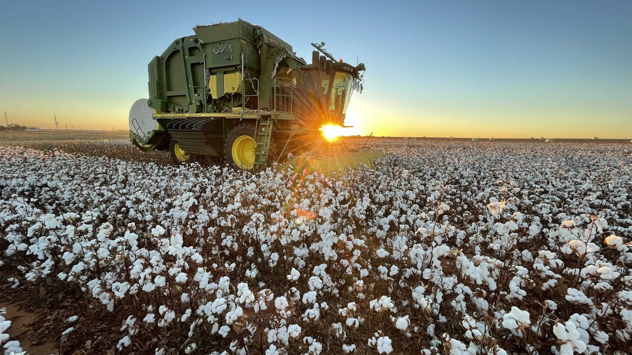 Ekicioğlu Pamuk Üretimi
